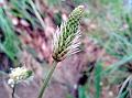 Ribwort Plantain